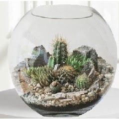 Cam fanus Terrarium 5 kakts Ankara Kzly iek maazas , ieki adresleri 