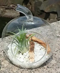 Elma kk boy terrarium 1 kakts Ankara ukurambar ieki maazas 