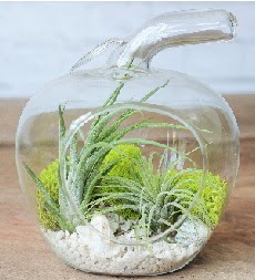 Elma terrarium kk boy 2 kakts Ankara Beevler dn iekleri