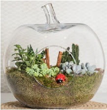 Elma terrarium orta boy 4 kakts Ankara TandoaN iek siparii sitesi 