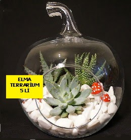 5 kaktsl Elma terrarium orta boy Ankara Kolej online iek gnderme sipari 