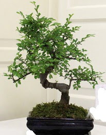 Bonsai saks iei Ankara Kzlay 14 ubat sevgililer gn iek 