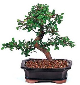 thal bonsai japon aac Ankara TandoaN iek siparii sitesi 