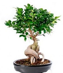 Bonsai japon aac seramik iinde Ankara Emek iekiler 