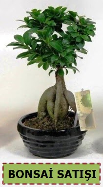 Bonsai japon aac ginseng bonsai Ankara Kzly iek maazas , ieki adresleri 