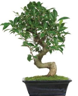 Bonsai saks bitkisi japon aac Ankara Kurtulu iek siparii