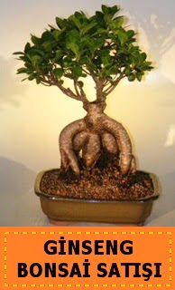 Ginseng bonsai sat japon aac Akyurt Dikimevi Ankara cicek , cicekci 