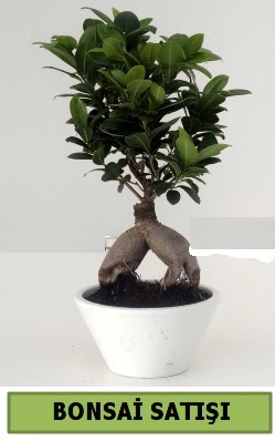 Bonsai japon aac sat Ankara Kzlay iek servisi , ieki adresleri 