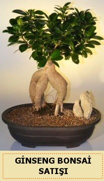 thal Ginseng bonsai sat japon aac Ankara TandoaN iek siparii sitesi 