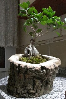 Ahap ktk ierisinde ginseng bonsai Ankara Beevler dn iekleri