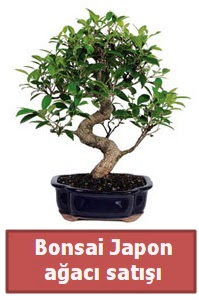 Japon aac bonsai sat Ankara TandoaN iek siparii sitesi 