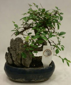 thal 1.ci kalite bonsai japon aac Ankara ankaya iek sat 