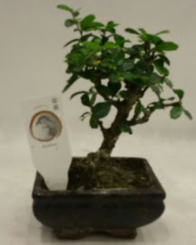 Kk minyatr bonsai japon aac Akyurt Stz Ankara iek gnderme