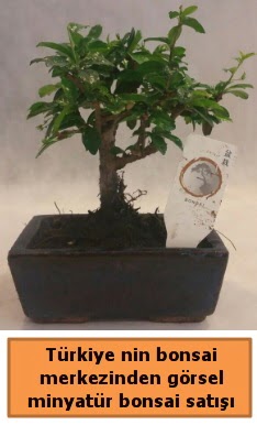 Japon aac bonsai sat ithal grsel Ankara ukurambar iek yolla