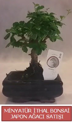 Kk grsel bonsai japon aac bitkisi Ankara Balgat iek , ieki , iekilik 