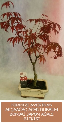 Amerikan akaaa Acer Rubrum bonsai Ankara Kzlay ieki adresleri telefonlar