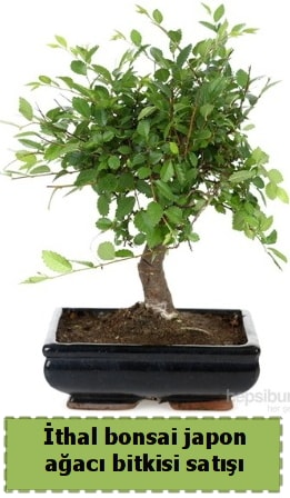 thal bonsai saks iei Japon aac sat Ankara Bilkent iekiler