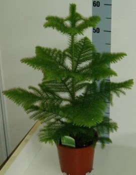 60 cm Salon am araucaria heterophylla Akyurt Stz Ankara iek gnderme