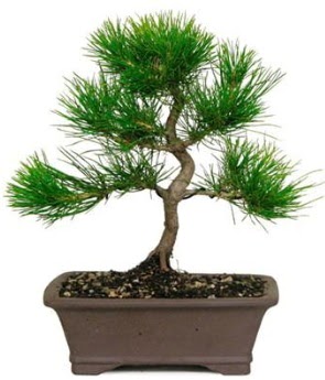 Bonsai am aac japon aac bitkisi Ankara Bahelievler iek sat 