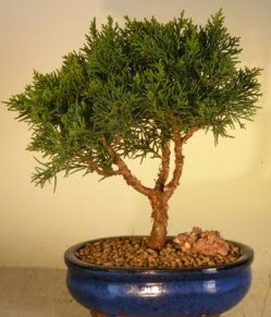 Servi am bonsai japon aac bitkisi Ankara ukurambar iek yolla