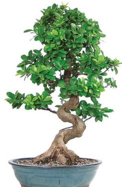 Yaklak 70 cm yksekliinde ithal bonsai Ankara Cebeci ieki telefonlar