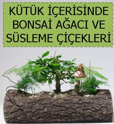 Ktk ierisinde bonsai japon aa bitkisi Ankara ankaya iek sat 