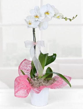 Tek dall beyaz orkide seramik saksda Akyurt Stz Ankara iek gnderme