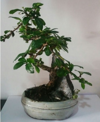 S eklinde ithal bonsai aac Ankara ukurambar iek yolla