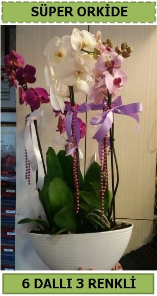 6 dall 3 renk zel vazoda orkide iei Ankara ankaya iek sat 