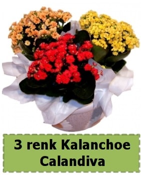 3 renk Kalanchoe Calandiva saks bitkisi Akyurt Stz Ankara iek gnderme