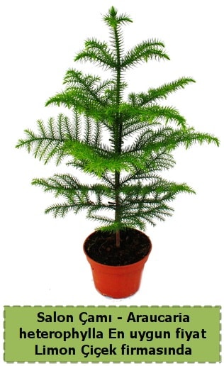 Araucaria heterophylla Salon am tek dall Ankara ankaya iek sat 