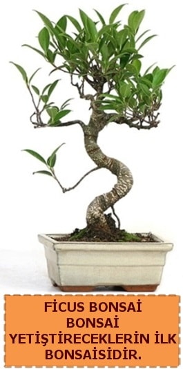 Ficus bonsai 15 ile 25 cm arasndadr Ankara ukurambar iek yolla