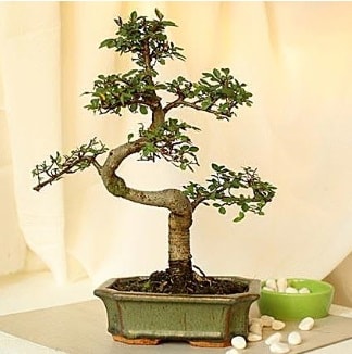 Shape S bonsai Ankara Bilkent iekiler