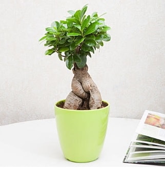 Ficus Ginseng Bonsai Ankara Kzlay 14 ubat sevgililer gn iek 