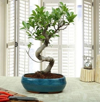 Amazing Bonsai Ficus S thal Ankara Beevler dn iekleri