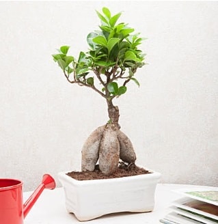 Exotic Ficus Bonsai ginseng Ankara Kzlay iek servisi , ieki adresleri 