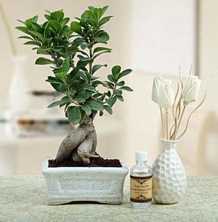 Ginseng ficus bonsai Ankara Emek iekiler 