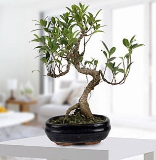 Gorgeous Ficus S shaped japon bonsai Kzlay Ankara iek siparii 