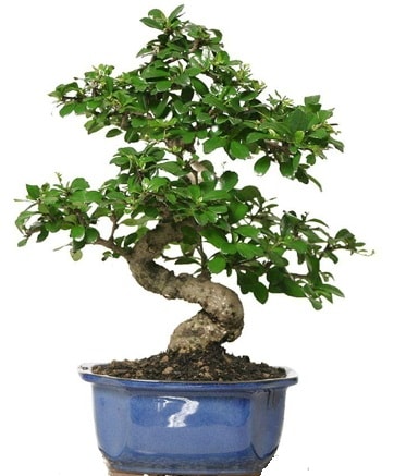 21 ile 25 cm aras zel S bonsai japon aac Ankara Cebeci ieki telefonlar