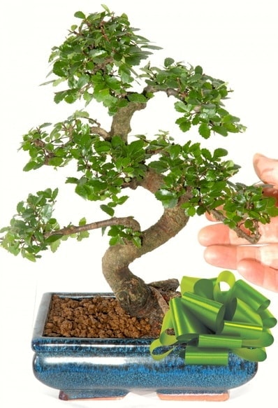 Yaklak 25 cm boyutlarnda S bonsai Ankara TandoaN iek siparii sitesi 