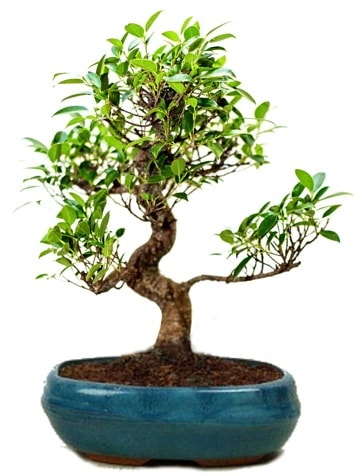 25 cm ile 30 cm aralnda Ficus S bonsai Ankara Kolej iek gnder