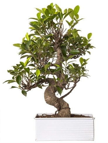 Exotic Green S Gvde 6 Year Ficus Bonsai Ankara Kolej iek gnder