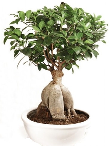 Ginseng bonsai japon aac ficus ginseng Ankara Bilkent iekiler